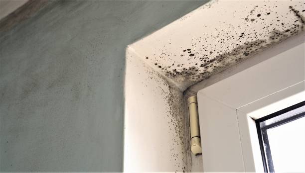 Mold Remediation for Rental Properties in Steele, AL