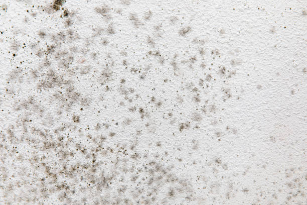 Best Biohazard Mold Removal  in Steele, AL