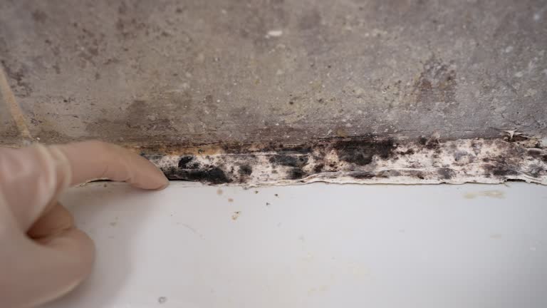 Best Air Quality Testing for Mold Spores  in Steele, AL