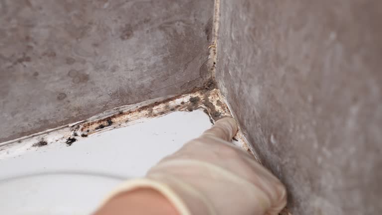 Steele, AL Mold Removal Company